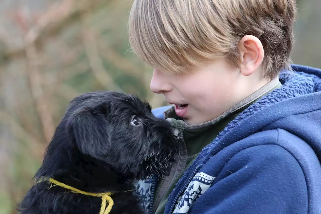 Forscher finden Ursache für Zutraulichkeit von Hunden