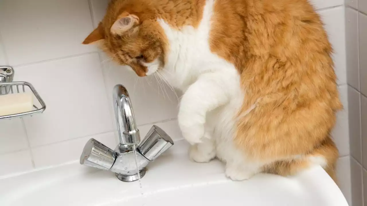 Wenn die wasserscheue Katze mal gebadet werden muss