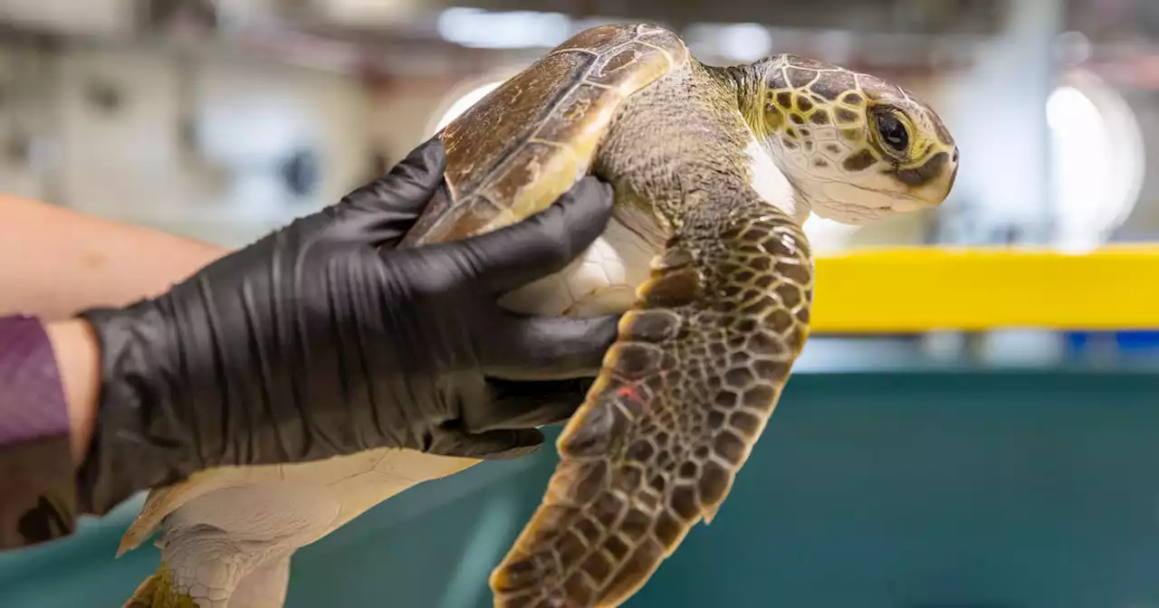 Scientists on Long Island nursing back to life cold-stunned sea turtles