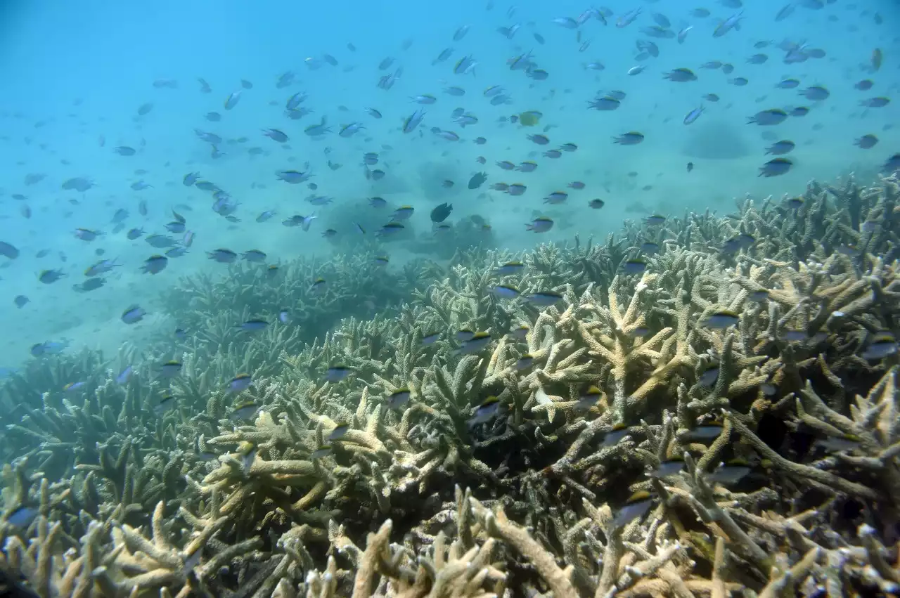 Great Barrier Reef: UN panel recommends Great Barrier Reef be put on ‘in danger’ list