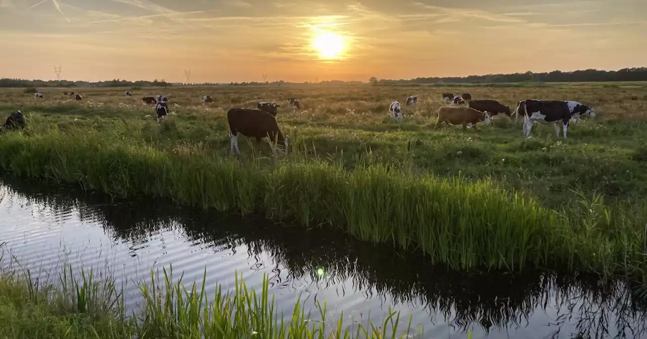 Netherlands to buy out and close 3,000 farms to meet climate goals