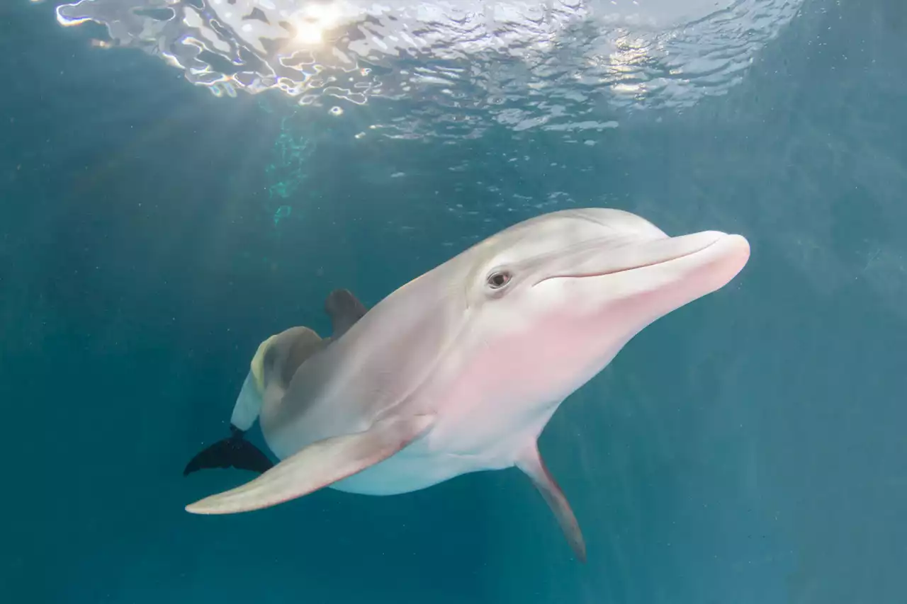 Winter's Tale: This Prosthetic-Tailed Dolphin Was More Than A Movie Star