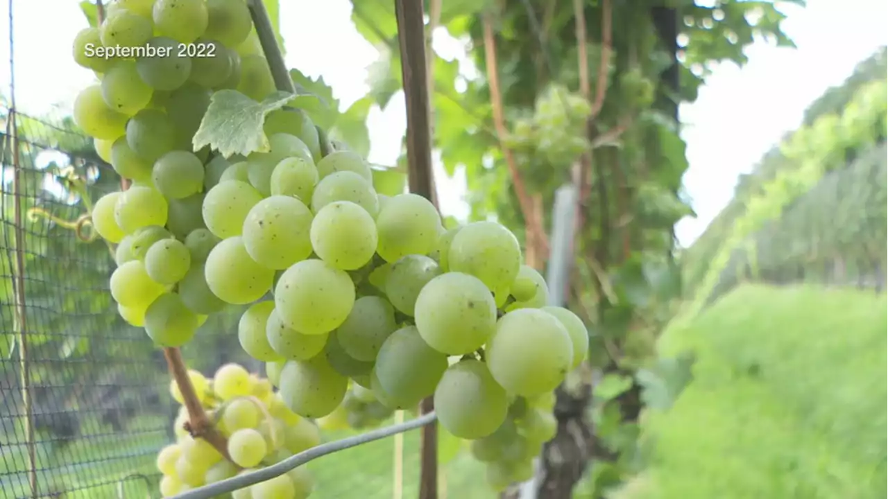 Ostschweiz mit hervorragendem Weinjahr