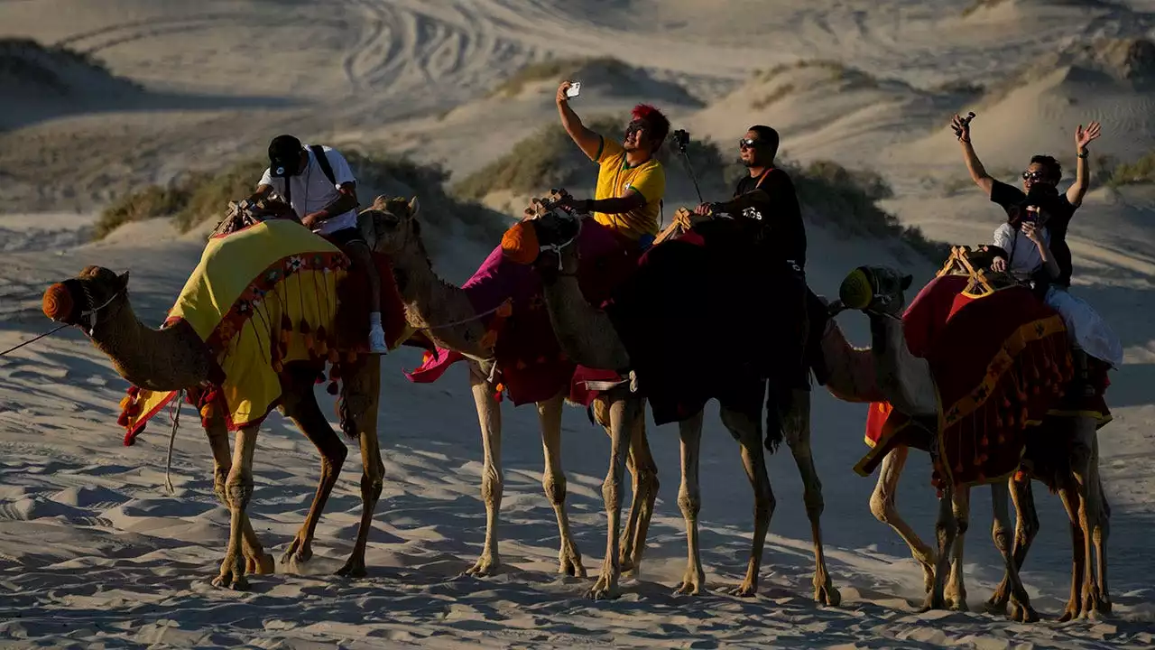 Qatar's camels lifting the heavy load amid World Cup tourism frenzy