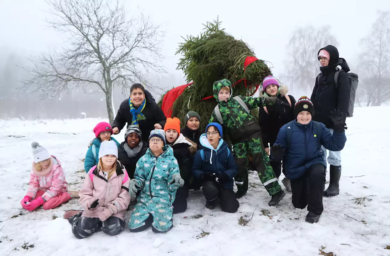 Här är Sandvikens julbock – byggd av elever på Norrsätraskolan