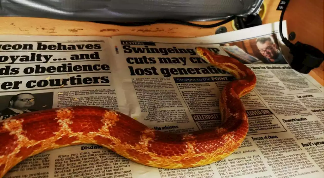 Do you recognise it? Pet snake found in Glasgow