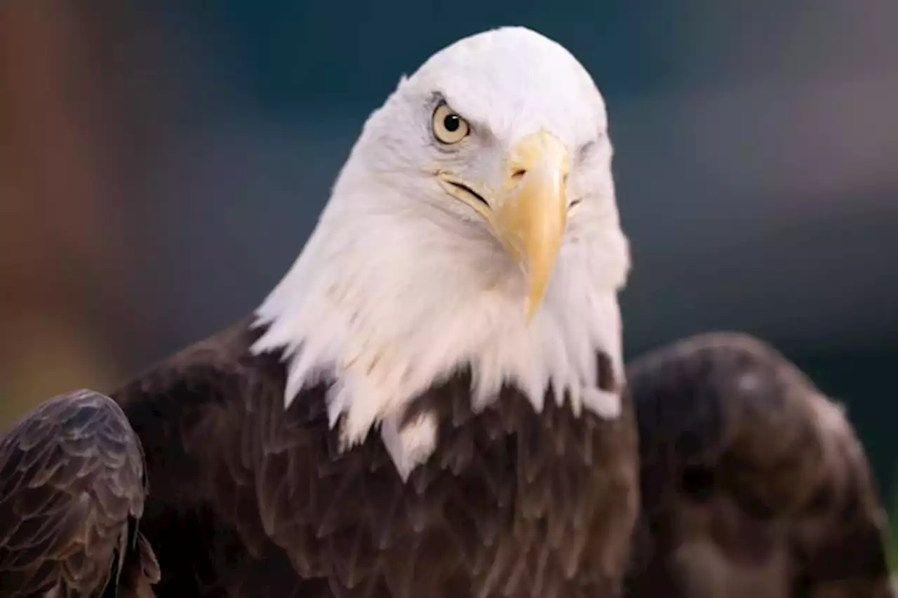 Injured bald eagle escaped crate during transfer on North Side, bird rehab organization says