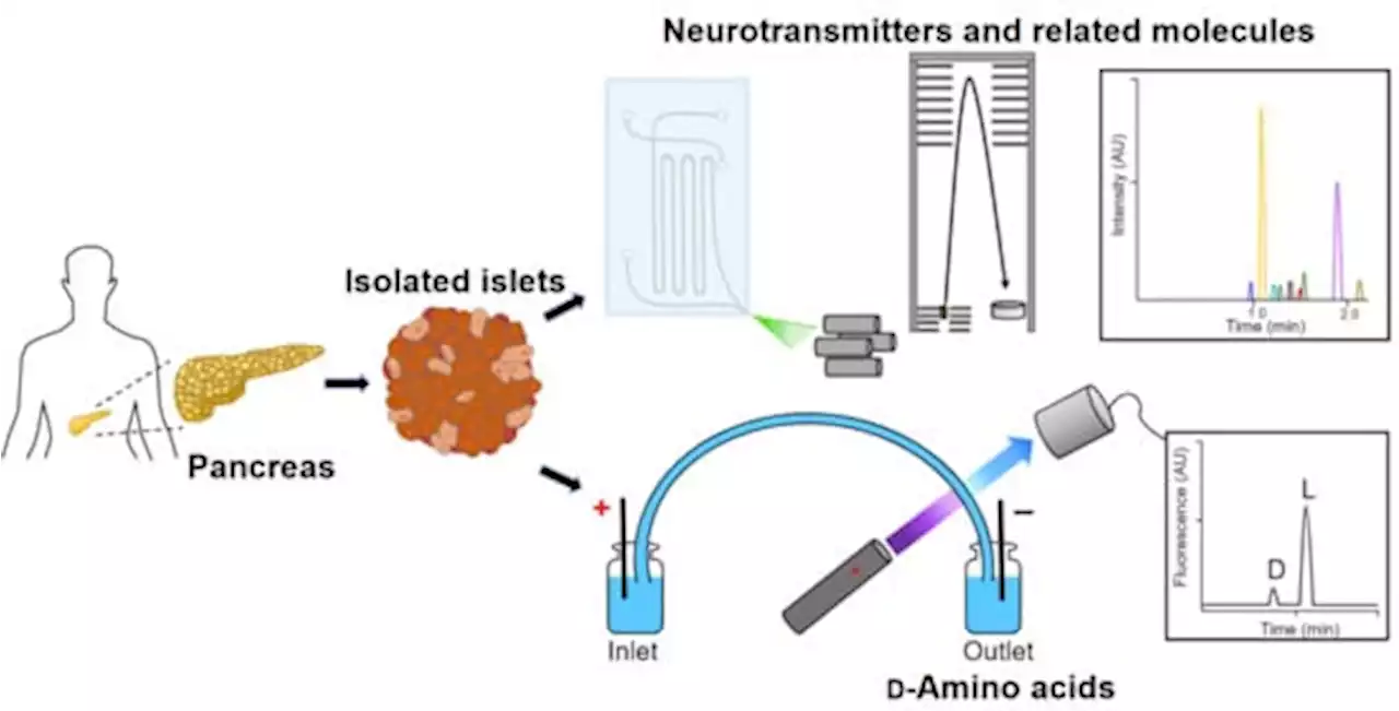 d-Amino Acids and Classical Neurotransmitters in Healthy and Type 2 Diabetes-Affected Human Pancreatic Islets of Langerhans