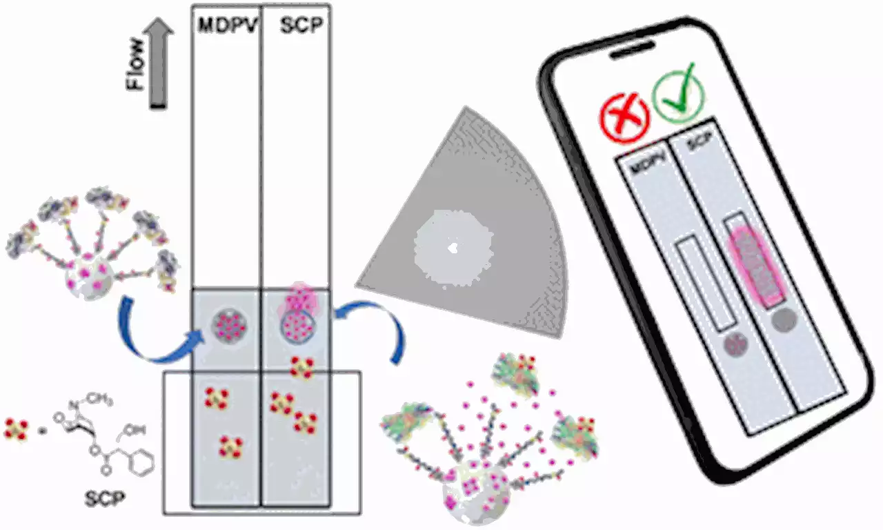 Dualplex lateral flow assay for simultaneous scopolamine and “cannibal drug” detection based on receptor-gated mesoporous nanoparticles