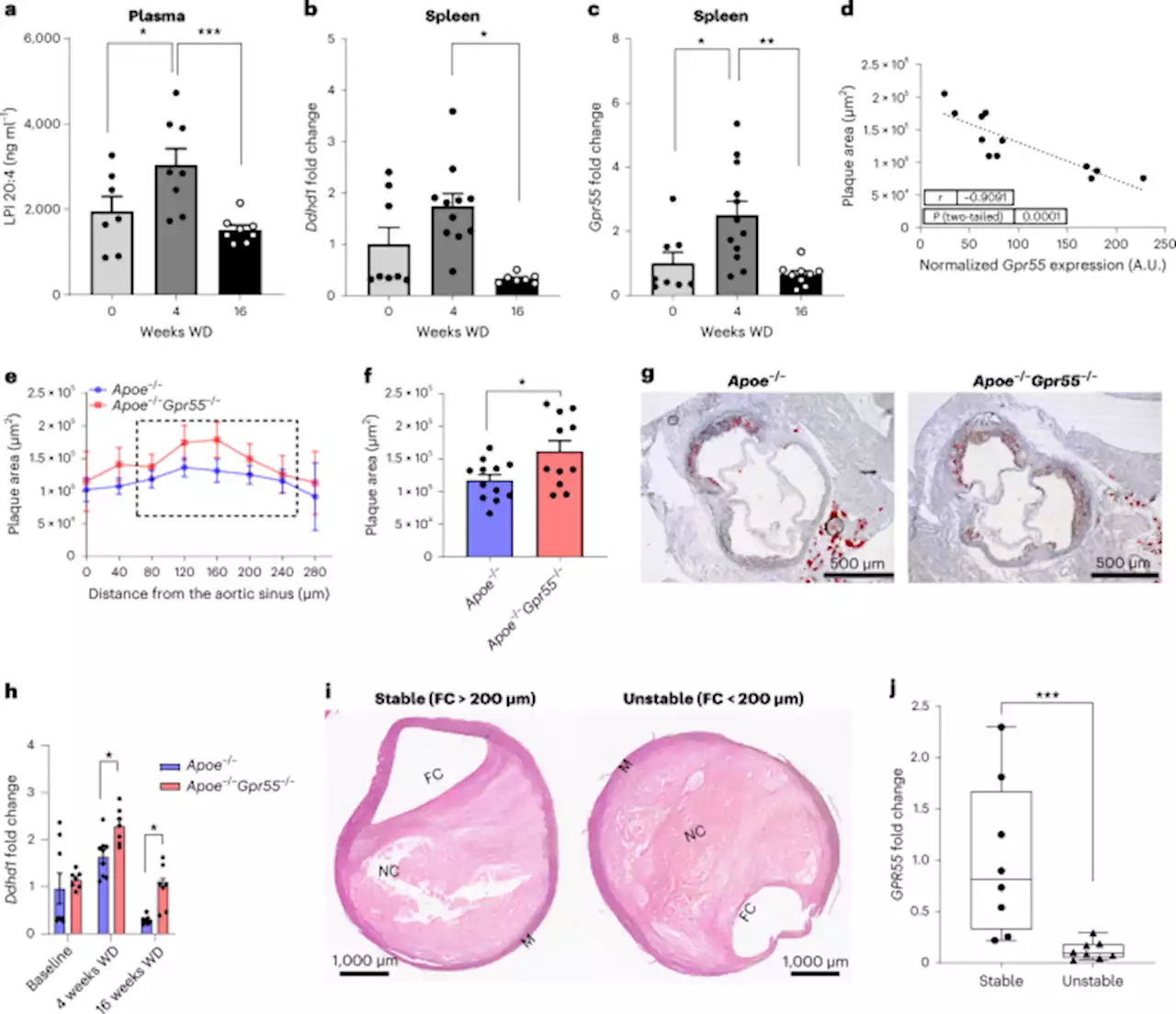 GPR55 in B cells limits atherosclerosis development and regulates plasma cell maturation - Nature Cardiovascular Research