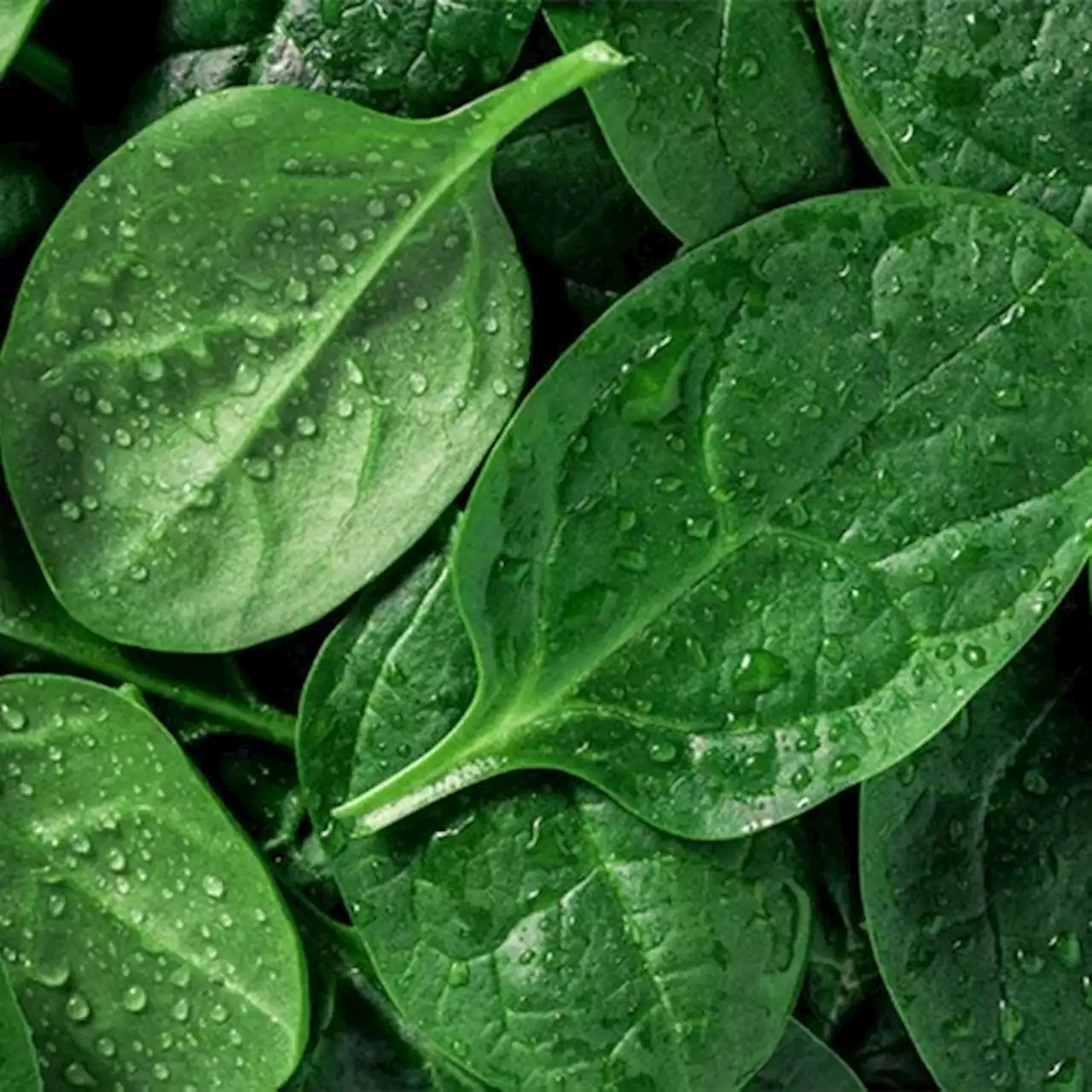 Diet and Nutrition: Health Benefits of Spinach