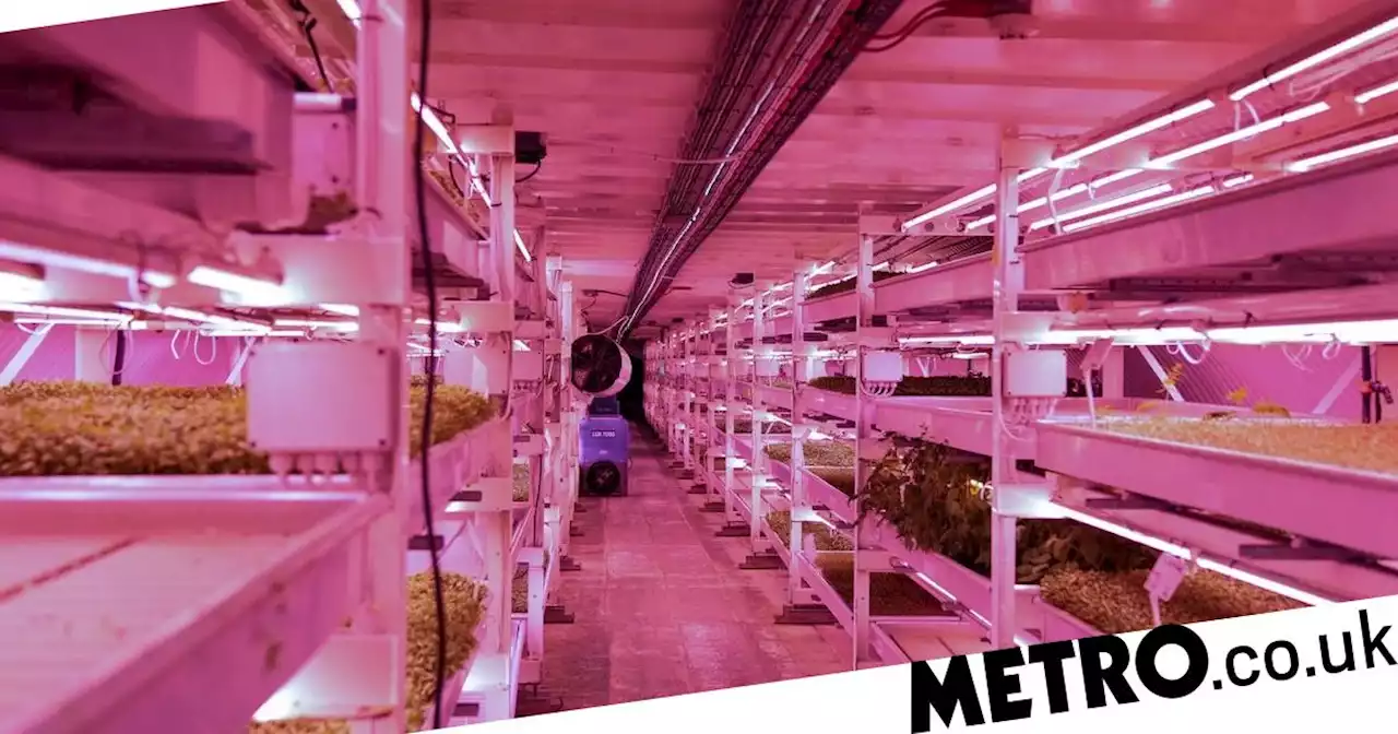 World War II air raid shelter turned into cutting-edge underground farm