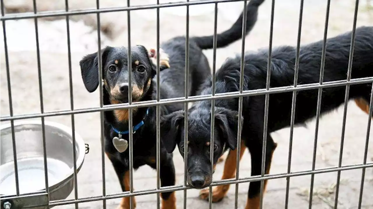 Tierheim Berlin: Brutaler Einbruch, Tresor aus Wand gerissen