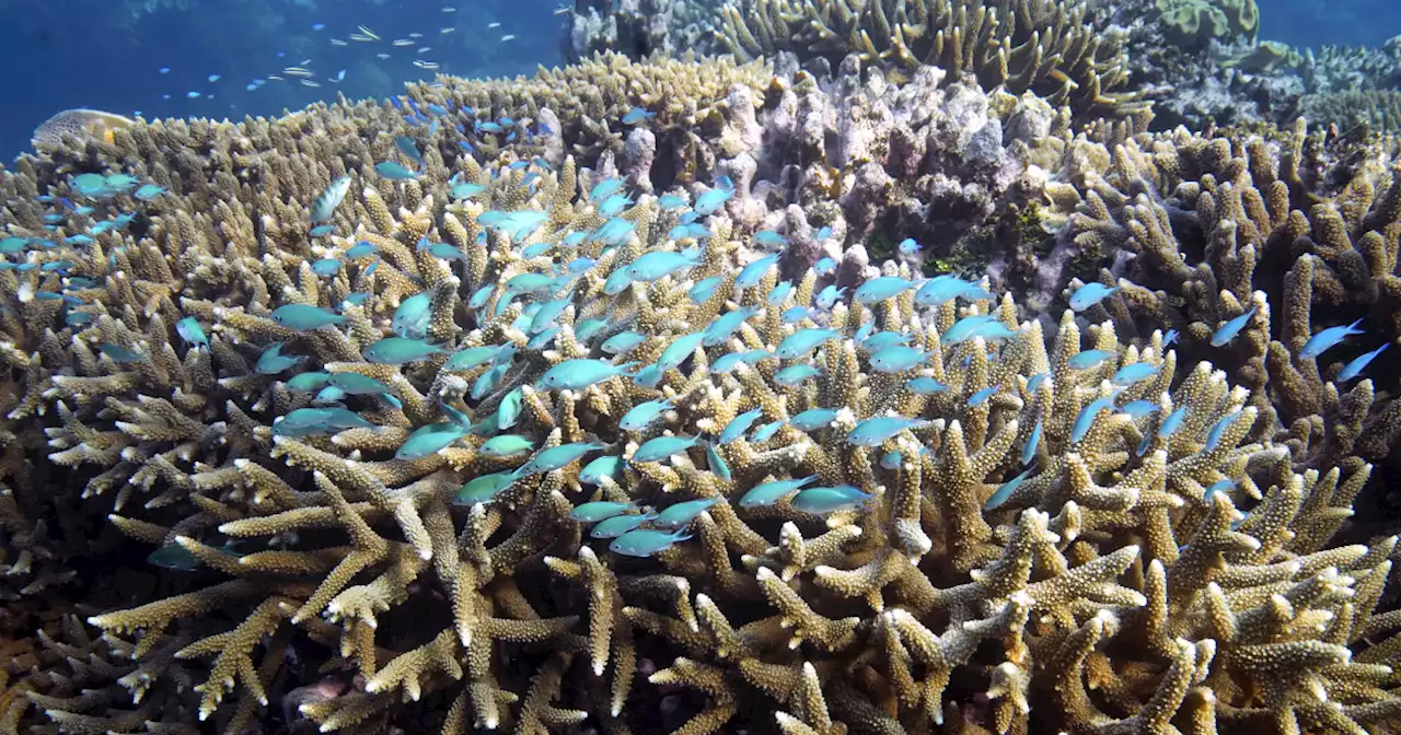 Australia argues against ‘endangered’ status for Great Barrier Reef