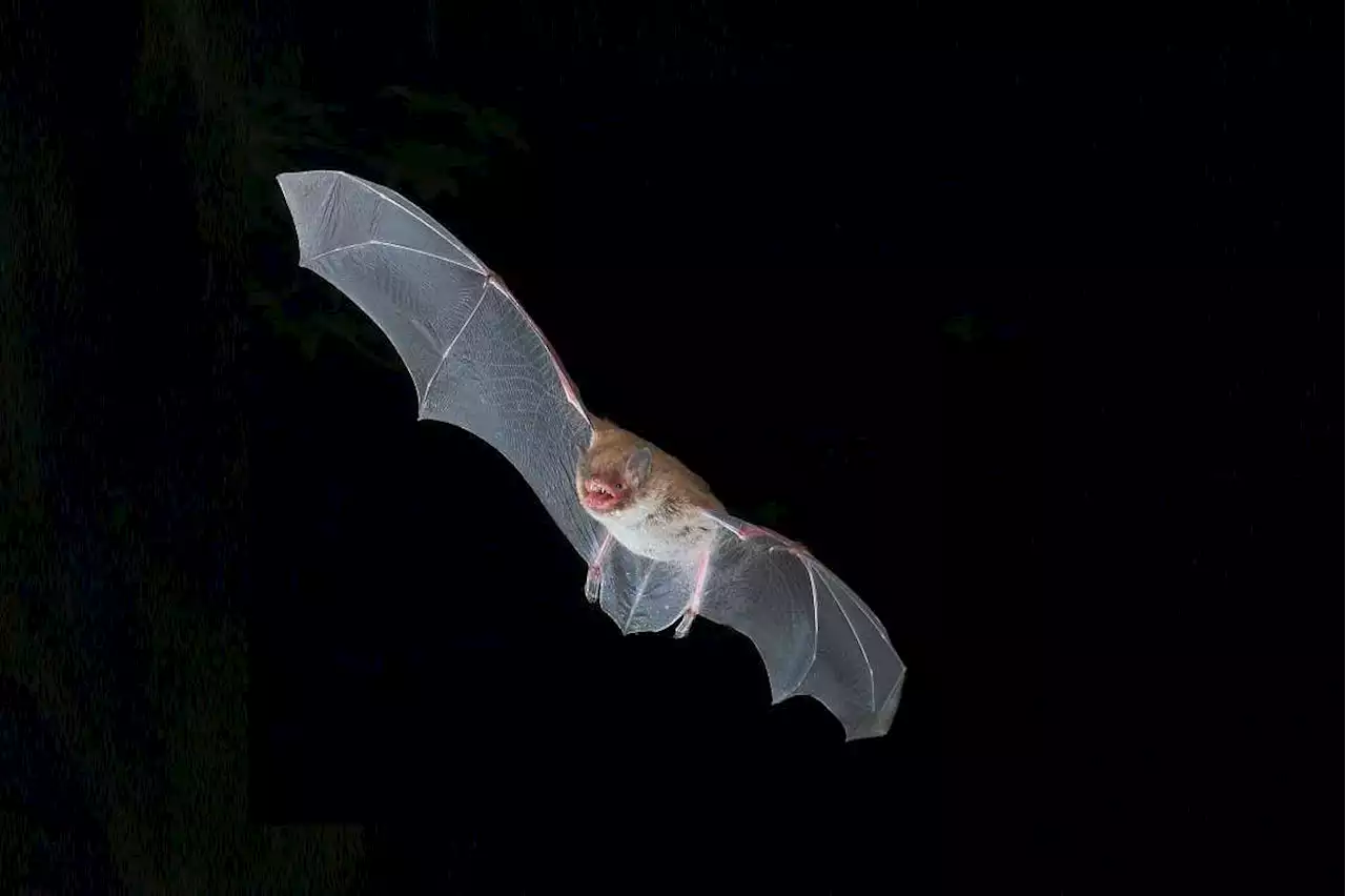 Bats and death metal singers use the same throat structure to growl