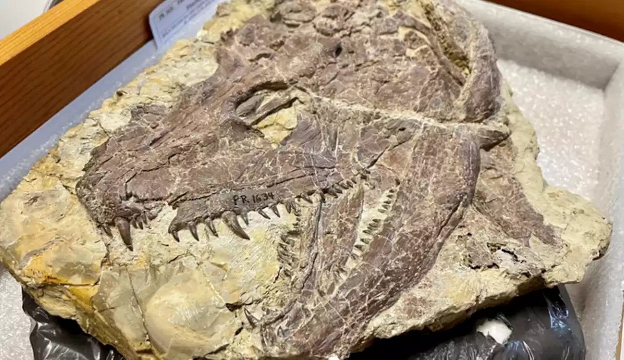 Huge crocodile-salamander from 100 million years before dinosaurs unearthed