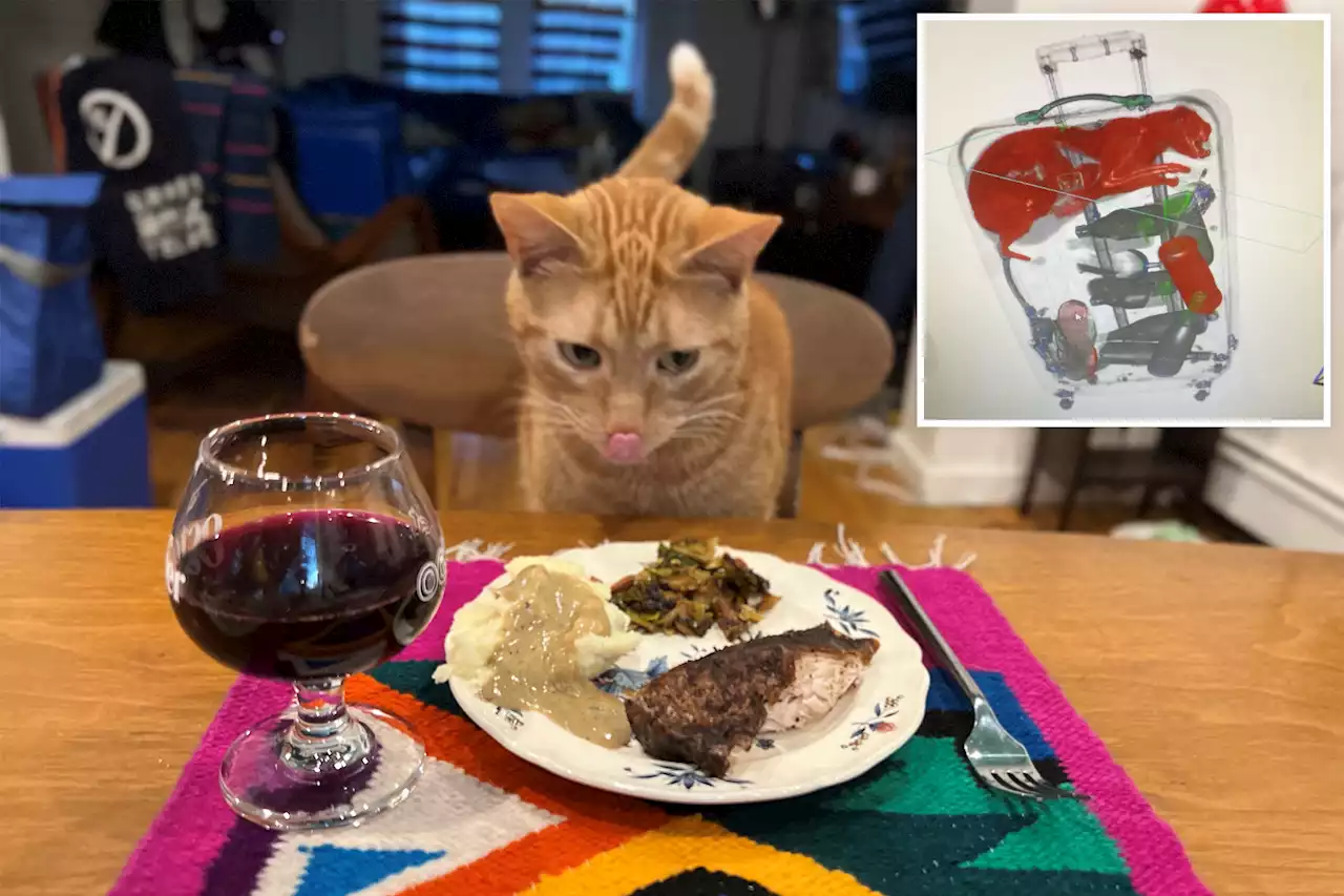 Smells the cat treated to Thanksgiving dinner after JFK airport saga