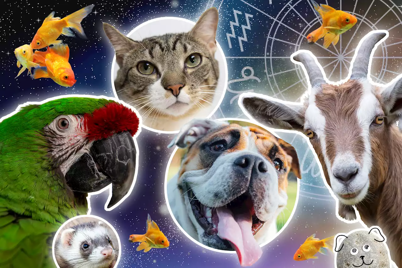 What pet is most compatible with your zodiac sign?