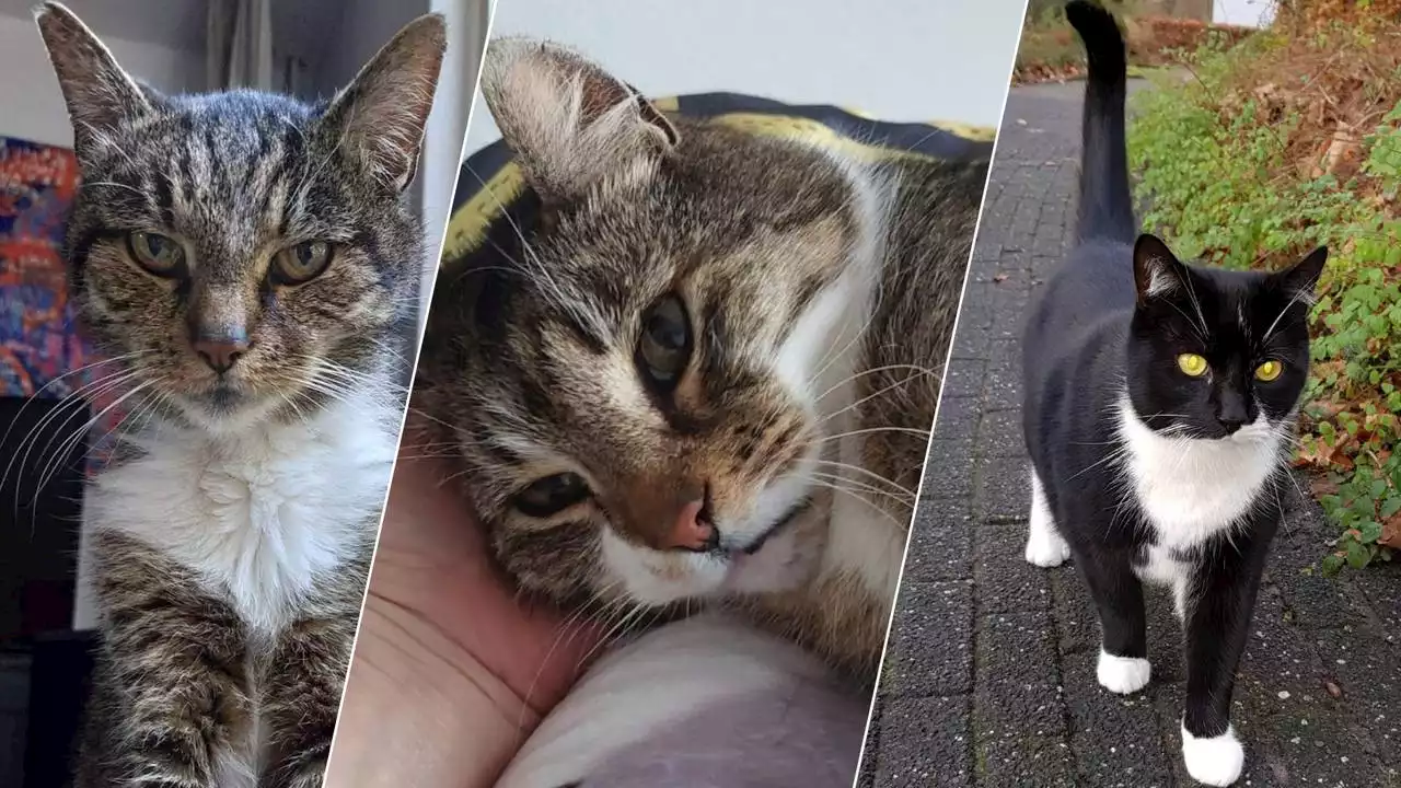 Yoda was 12 jaar van huis en doet alsof 'ie nooit is weggeweest, zo kan dat