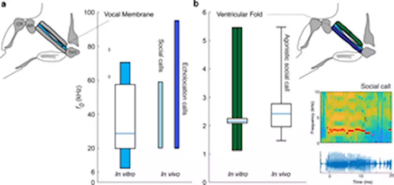 Bats expand their vocal range by recruiting different laryngeal structures for echolocation and social communication