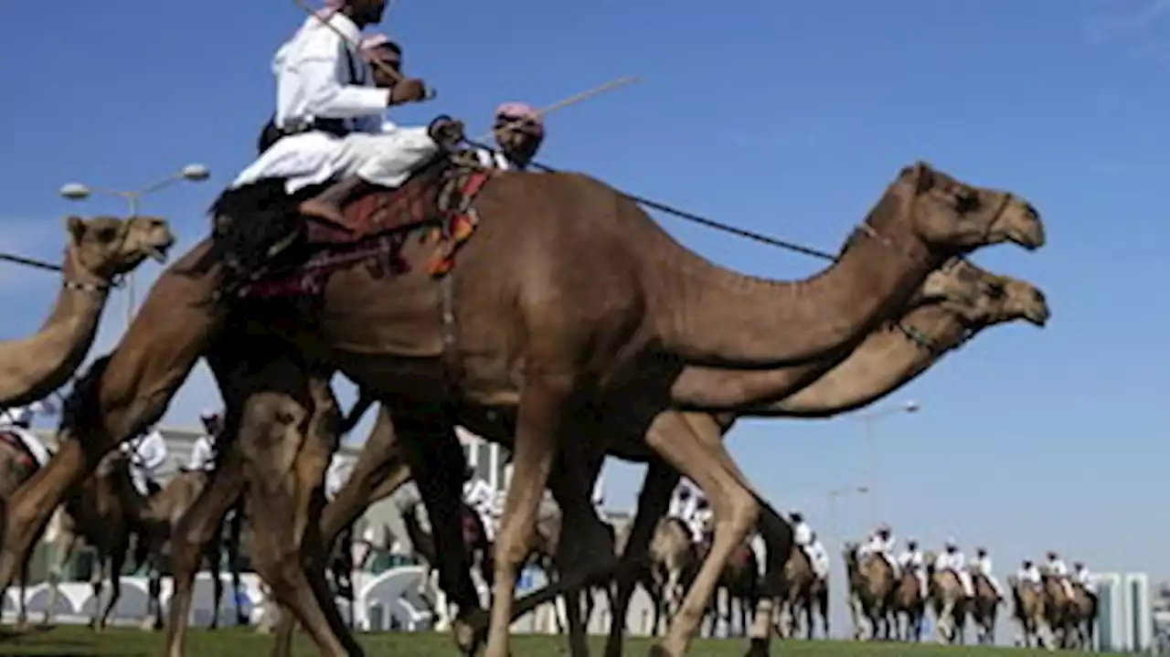 Guardas montados em camelos protegem o escritório administrativo do Catar, em Doha