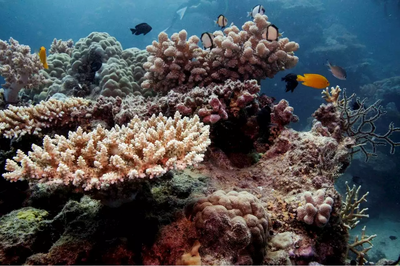 Great Barrier Reef should be put on 'in danger' list, UN panel says