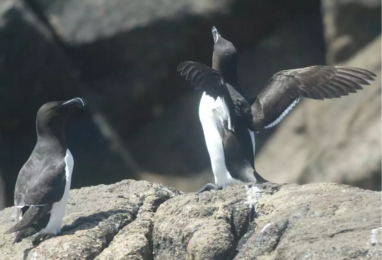 Corse : des pingouins aperçus sur les côtes