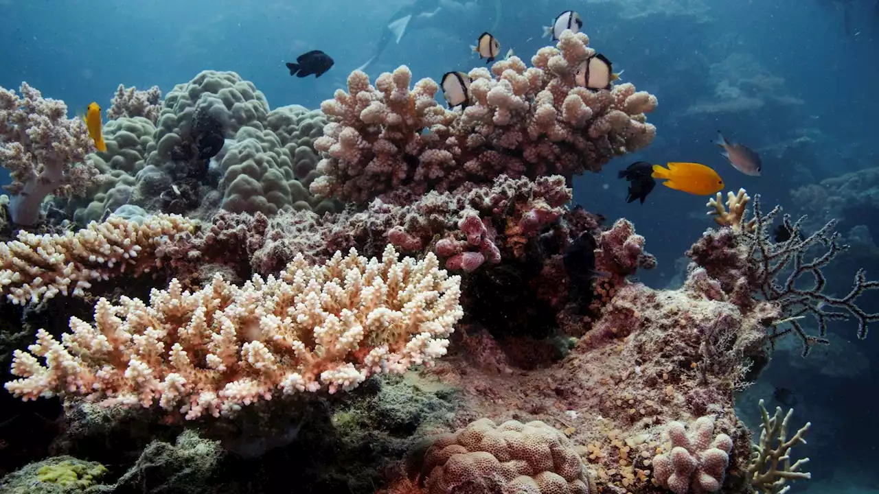 Australia argues against Great Barrier Reef's recommended endangered status