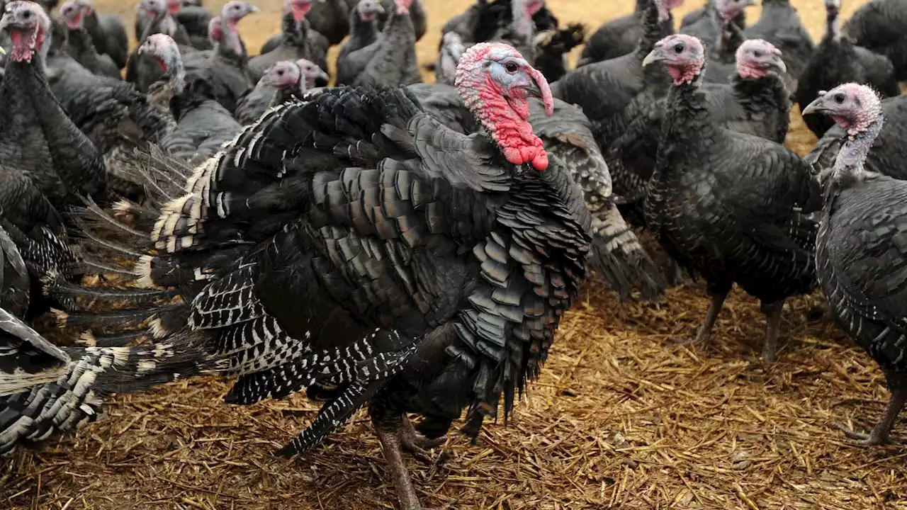 Warnings of a 'big, big shortage' of free range turkeys as bird flu epidemic hits British farms