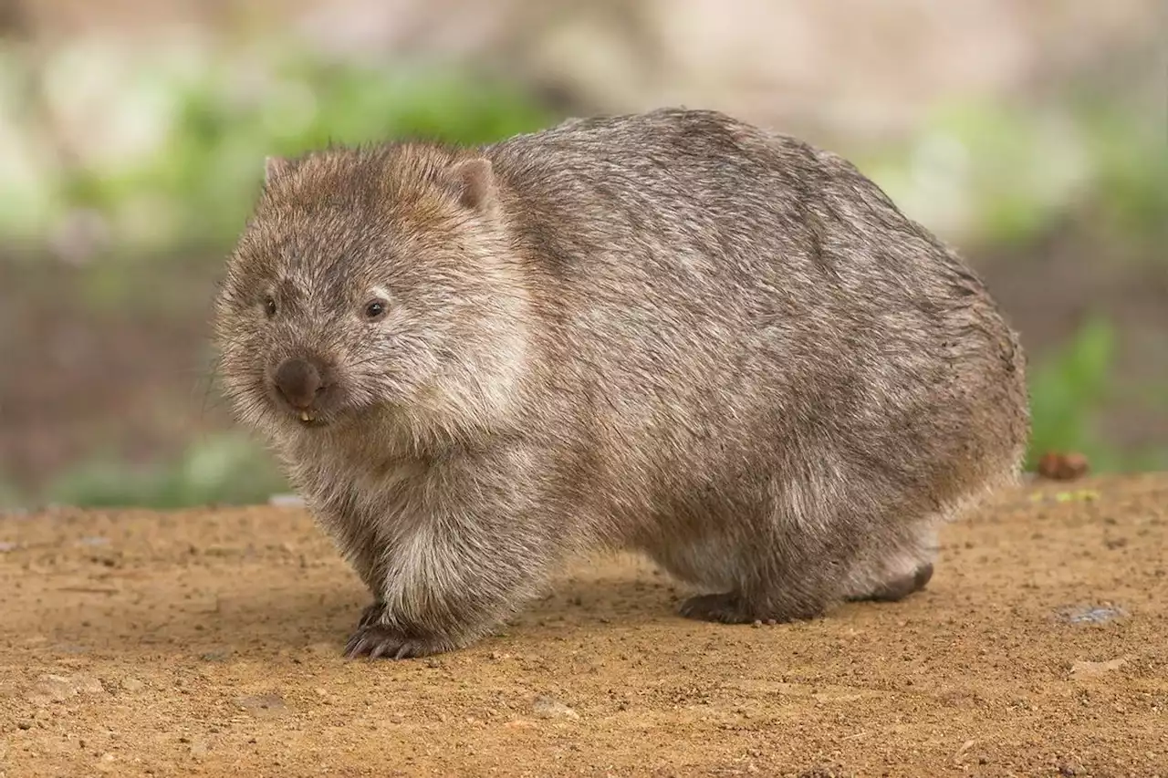 Did Scientists Discover Why Wombat Poop Is Square?