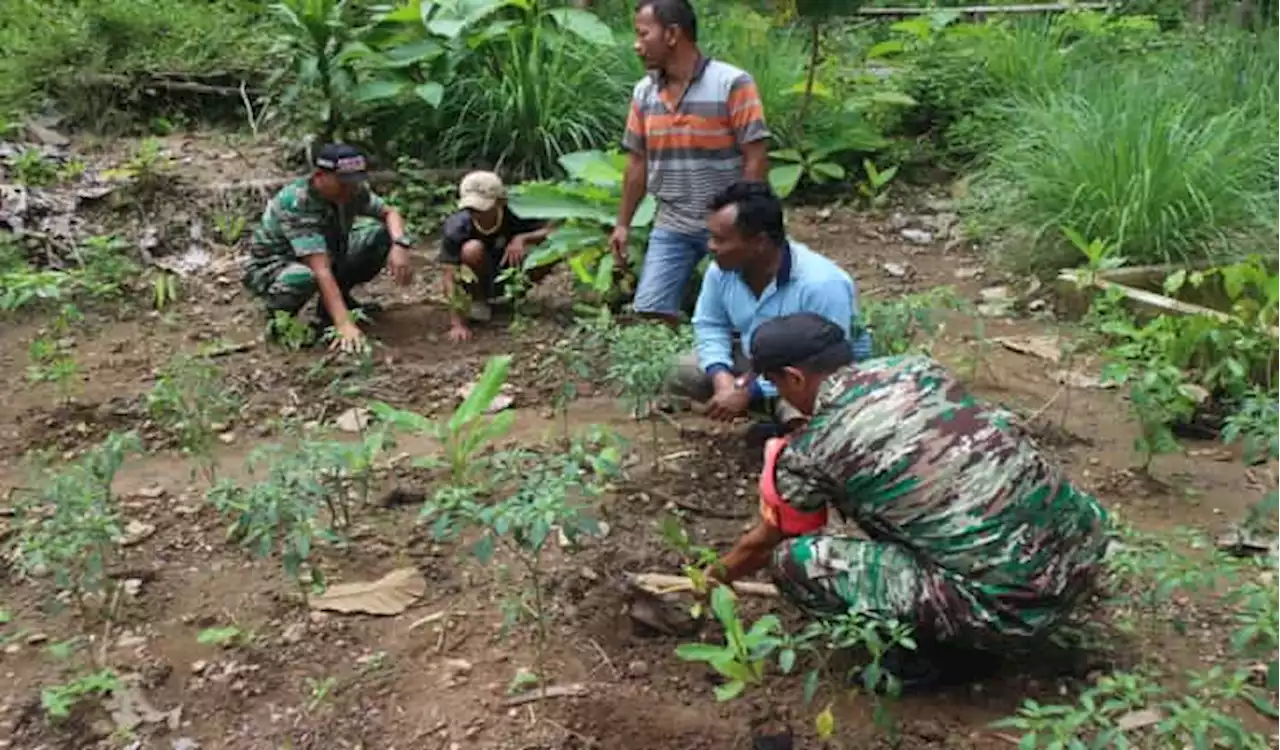 Kodim 0726/Sukoharjo Tanam Bibit Jengkol dan Jambu Mete di Desa Kamal, Bulu