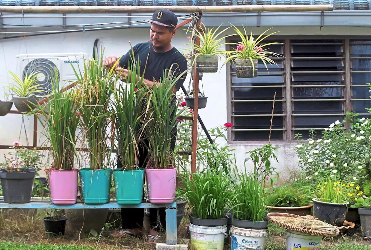 Food for thought - this farmer grows padi in pots