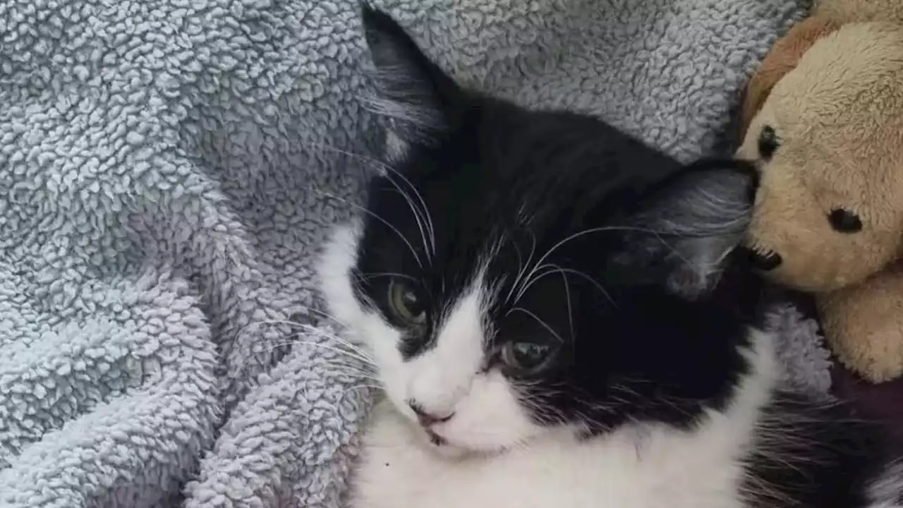 Kleine Katze überlebt dramatischen Sturz: Oreo fiel aus dem vierten Stock