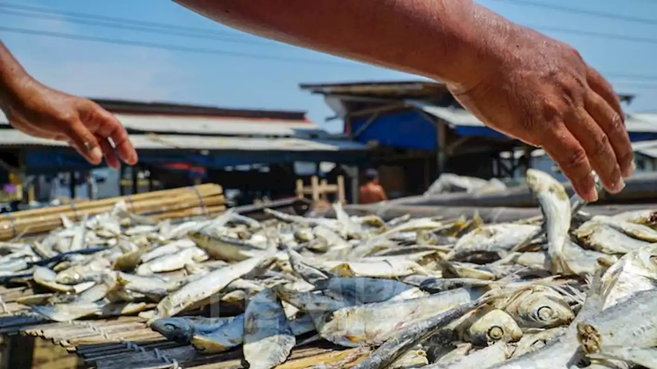 Mengunjungi Sentra Produksi Ikan Asin di Muara Angke