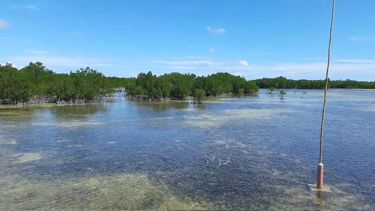 Environmental defenders of the south