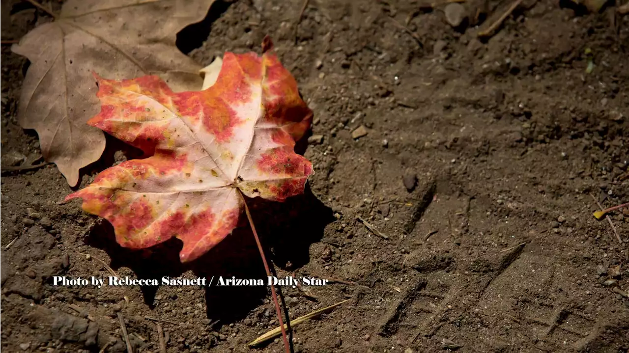 Today's Tucson weather forecast: Nov. 29