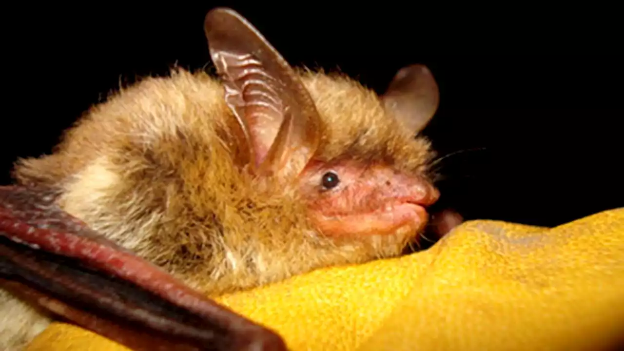 US bat species devastated by fungus now listed as endangered