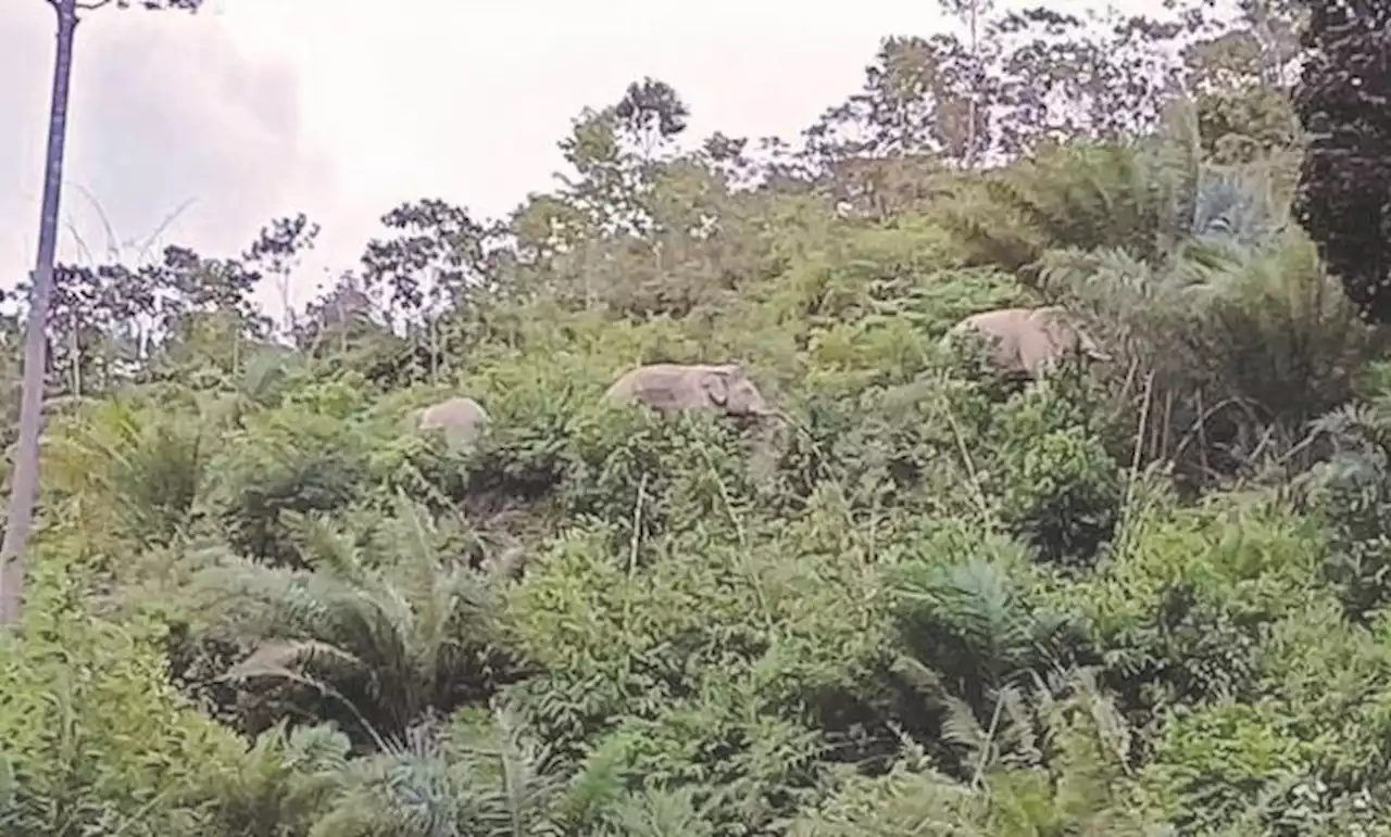 [SIDANG DUN] Kerajaan pindah gajah beri laluan projek Empangan Nenggiri