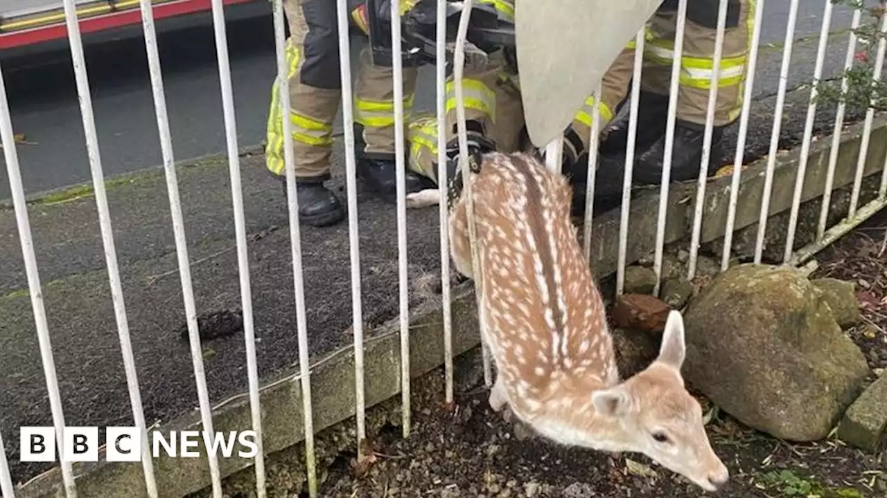 Keighley firefighters rescue deer stuck in fence