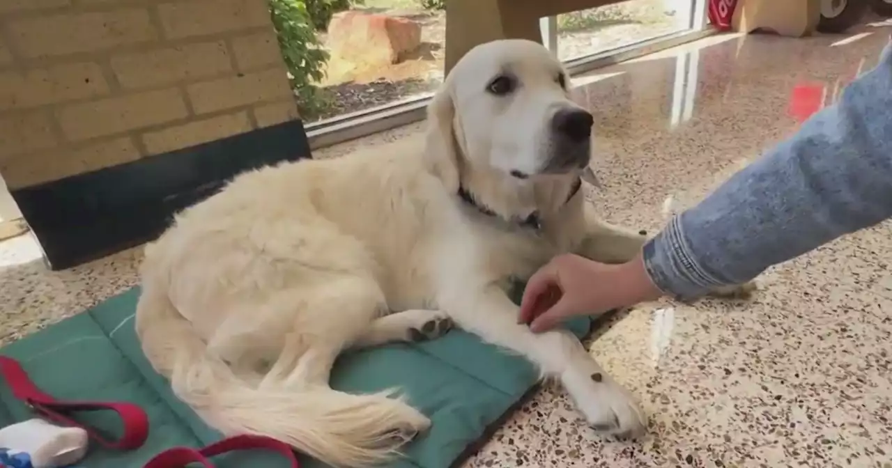 North Texas school teaches social emotional learning through help of one special dog