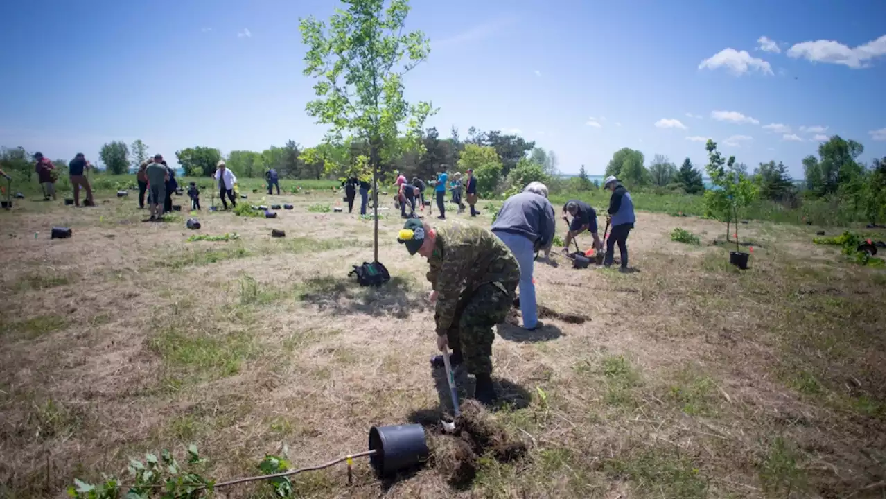 Over two million trees planted along Highway of Heroes in eight-year-long tribute to veterans