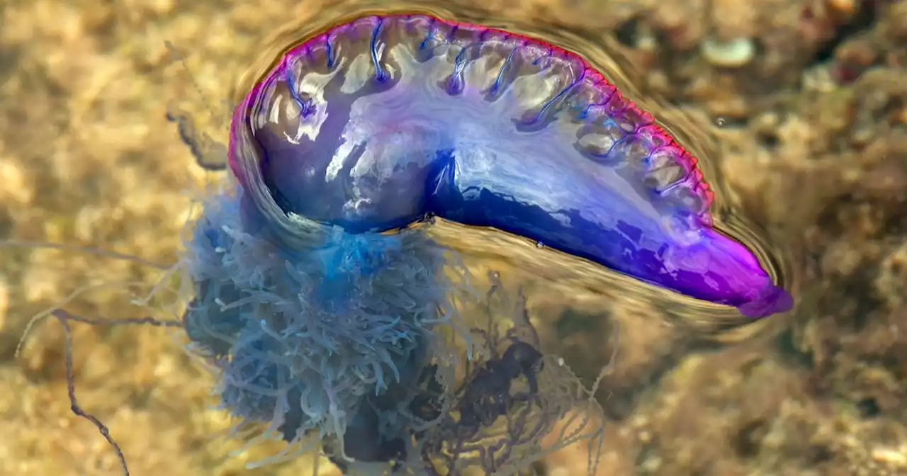 Warning as jellyfish giving 'whip-like wounds' from stings on rise in Scotland