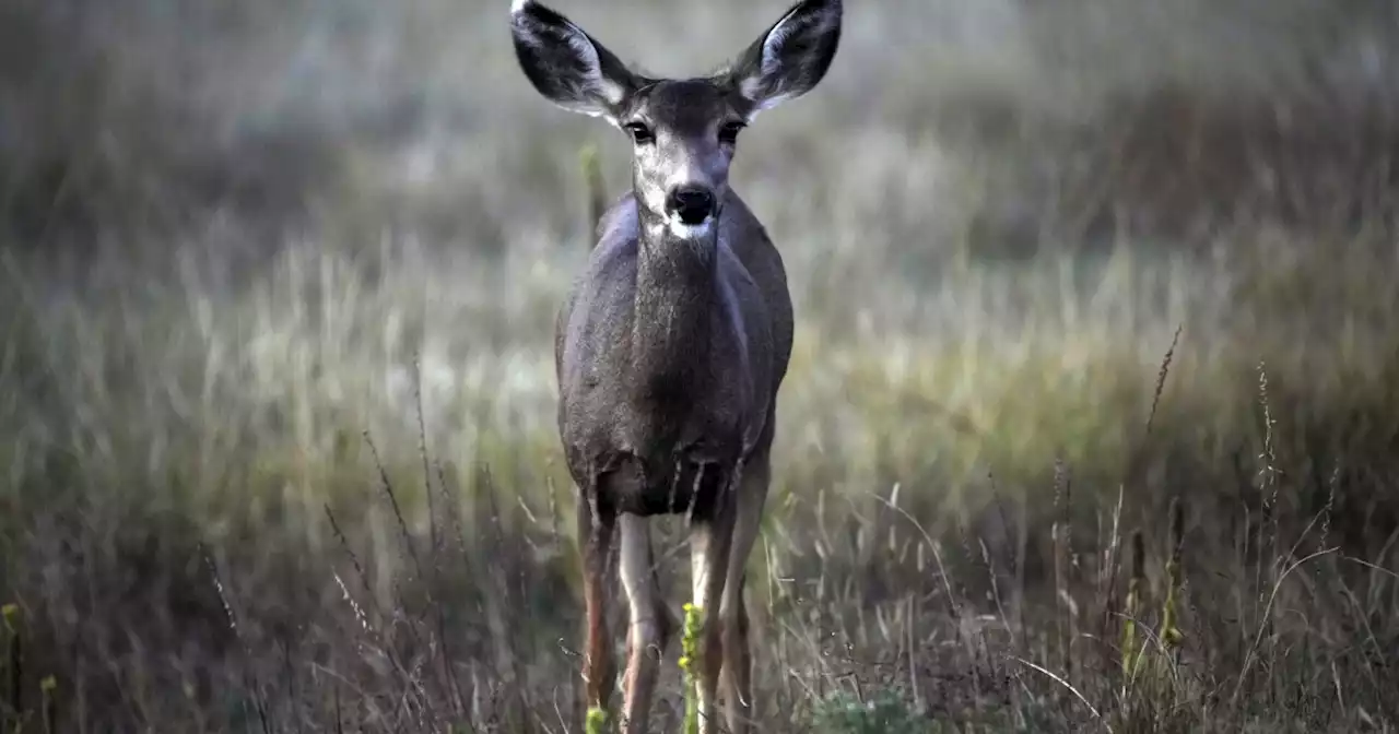 Permanent daylight saving time could save thousands of deer