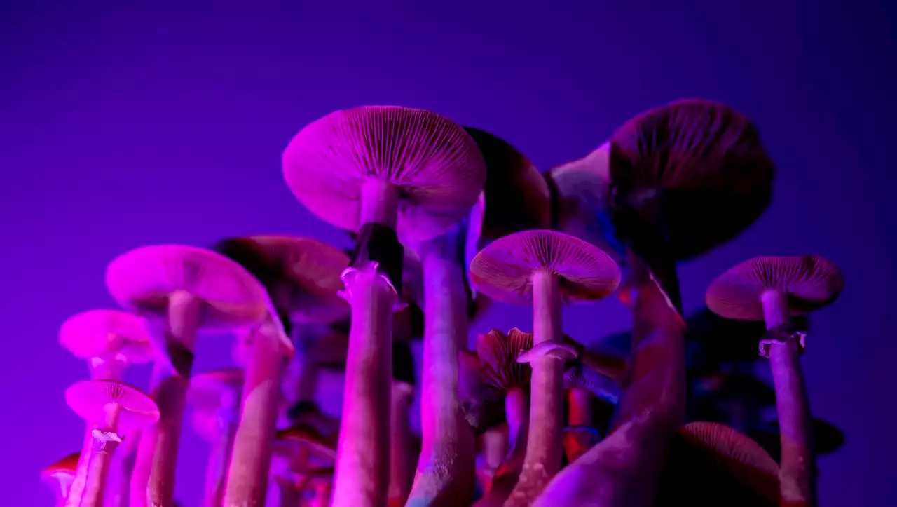 Magic Mushrooms: Wie »Zauberpilze« bei Depressionen helfen könnten