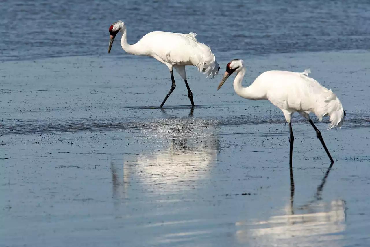 Infusion of fresh water aims to shore up endangered whooping crane’s habitat on Texas’ Gulf Coast