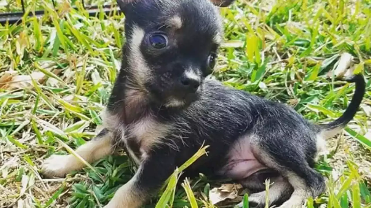 'Best feeling in the world': Local nonprofit rescues, re-homes chihuahuas