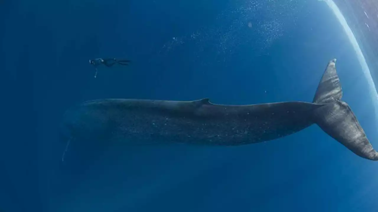 Pollution marine : les baleines bleues absorberaient jusqu’à 10 millions de morceaux de micro-plastiques chaque jour, selon une étude américaine