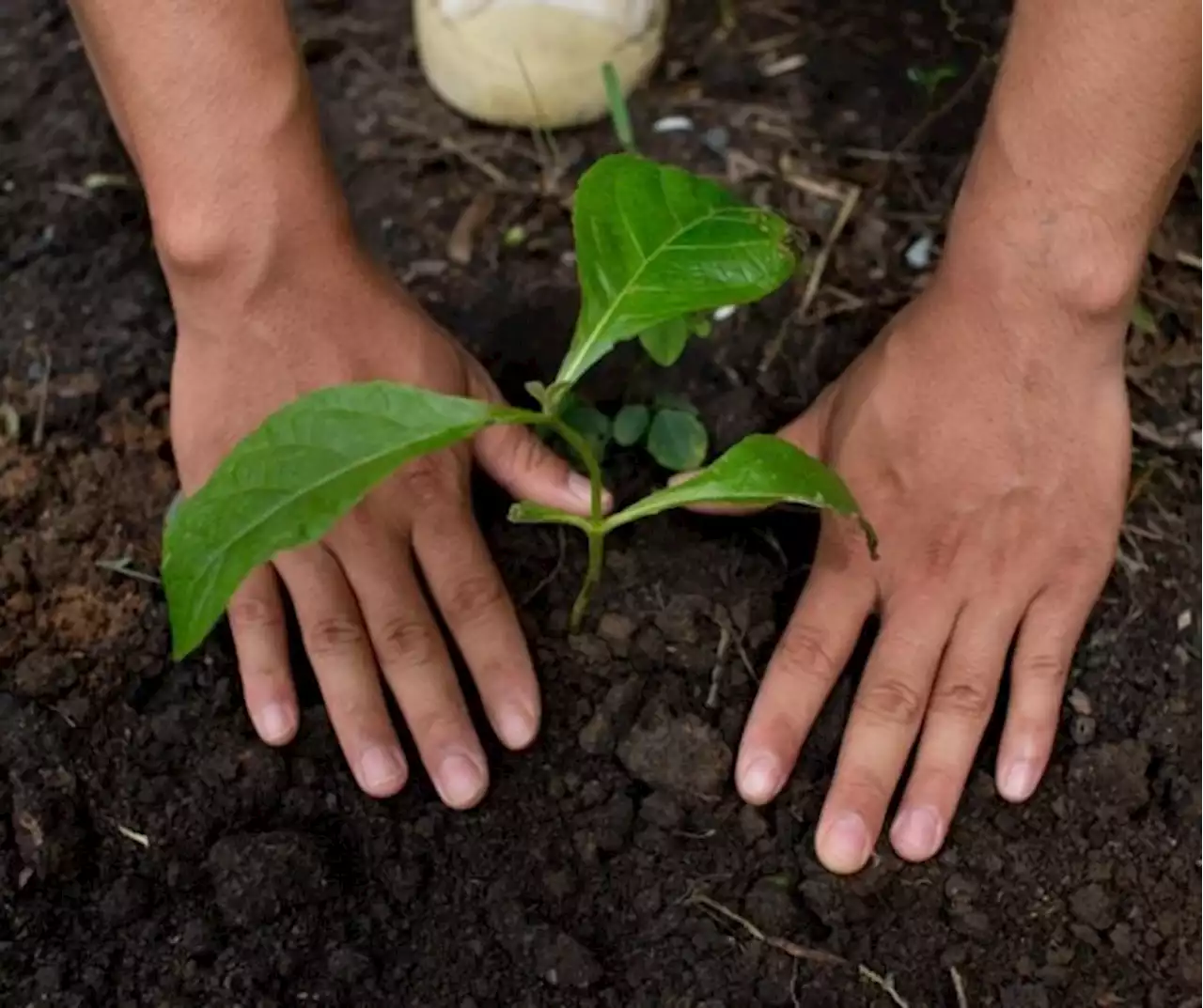 Groups urge Marcos to do more than plant trees