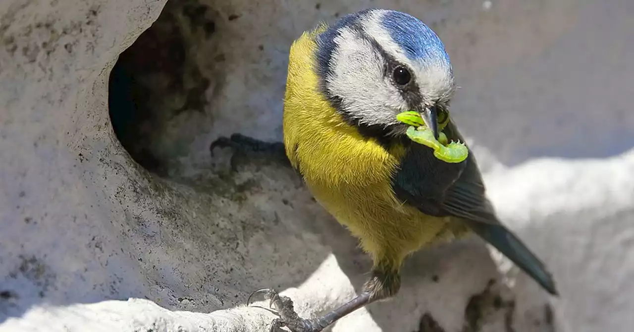 Birds disappear from gardens across Ireland amid Bird Watch Ireland statement