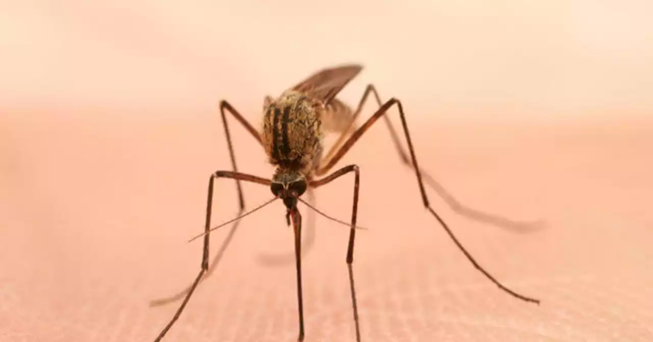 West Nile virus leads to death of Santa Clara County resident